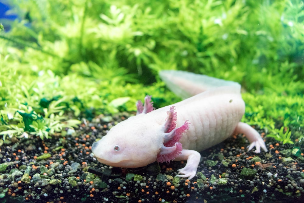 Anfibios-exoticos Aquarismo – Habitantes