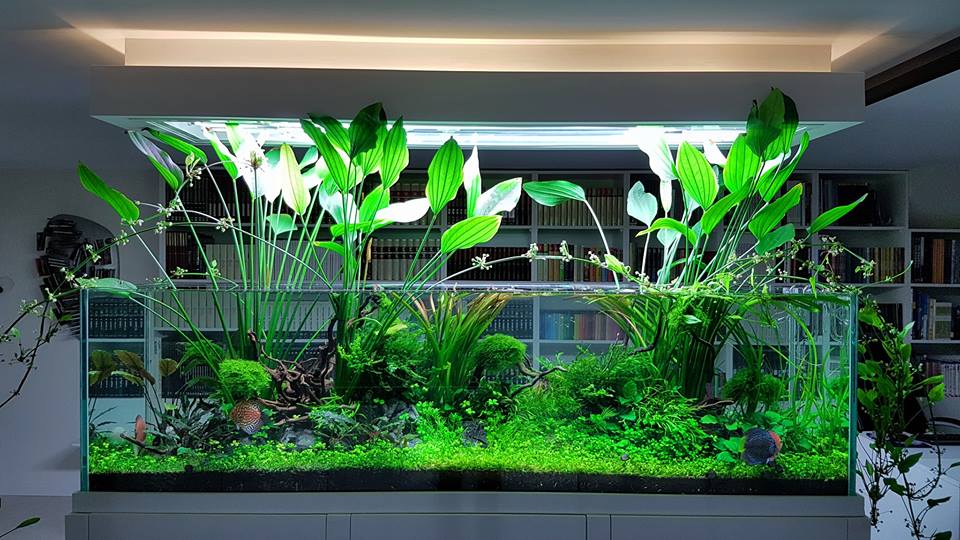 Aquario-plantado Aquarismo