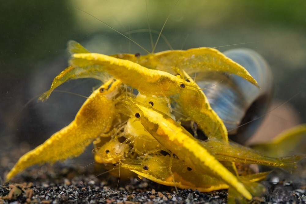 Invertebrados-de-agua-doce Aquarismo – Habitantes
