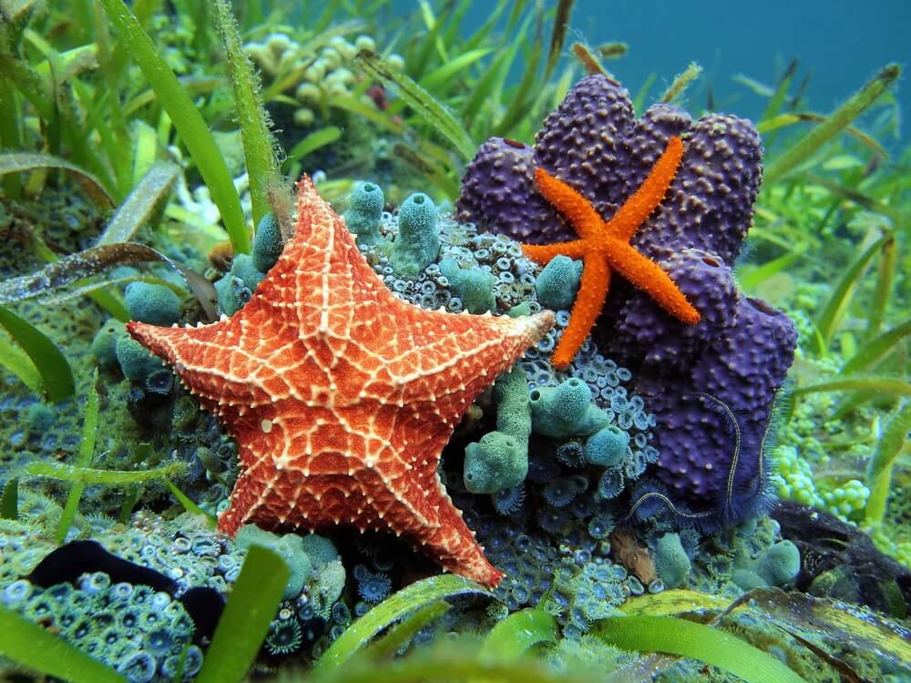 invertebrados-marinhos Aquarismo – Habitantes