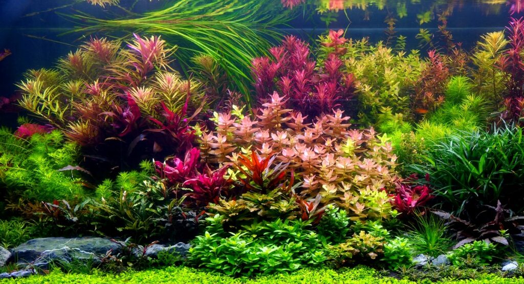 plantas-aquaticas-1024x556 Aquarismo – Habitantes